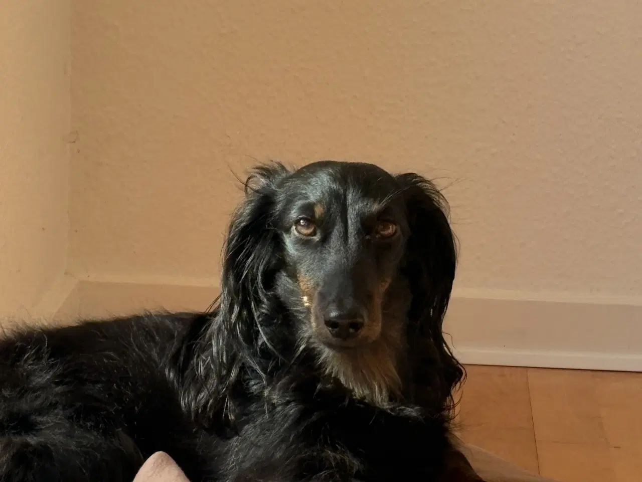 Billede 6 - Gravhund tilbydes til parring 