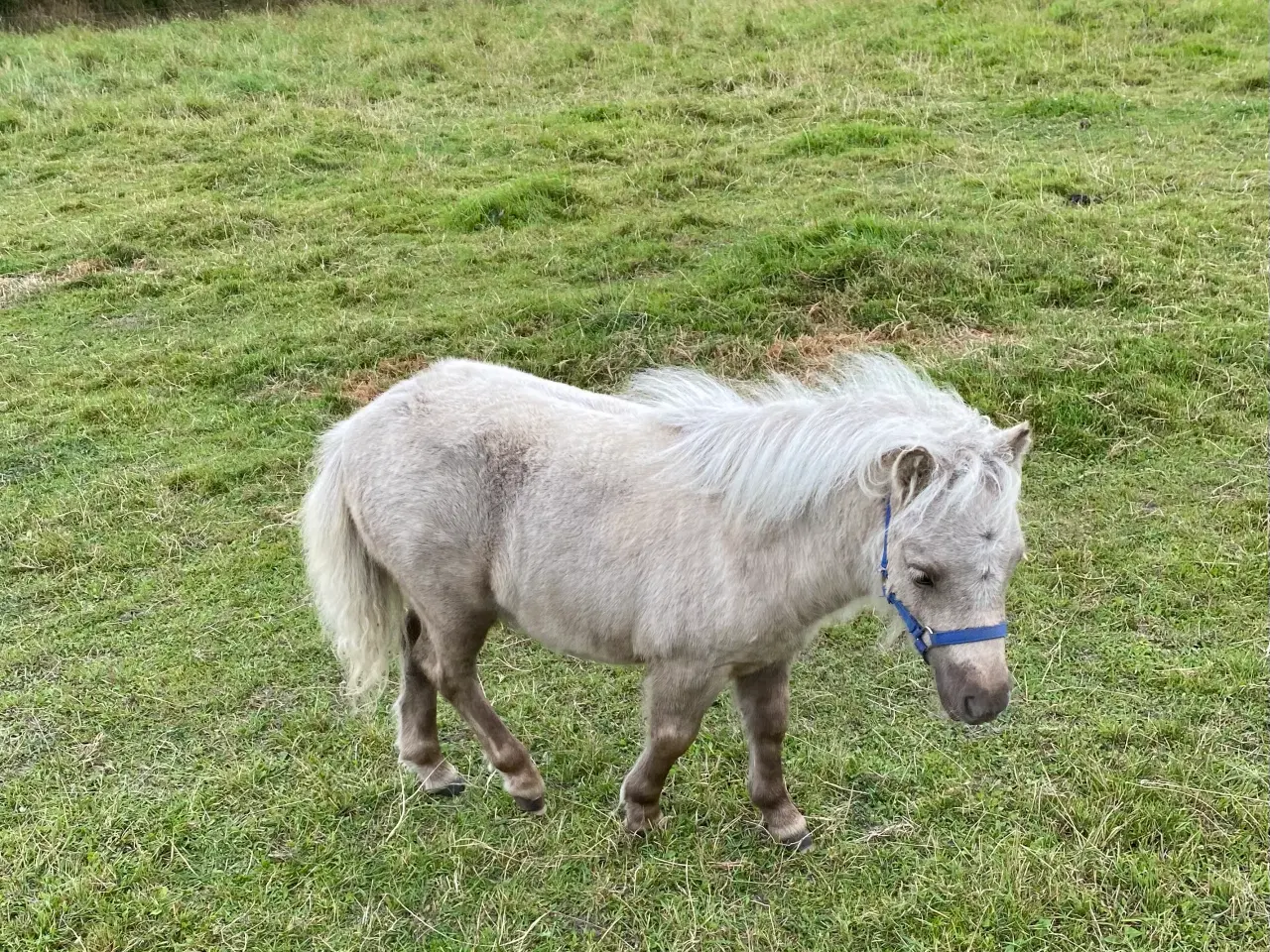 Billede 4 - Shetlænderhoppeføl palominofarvet