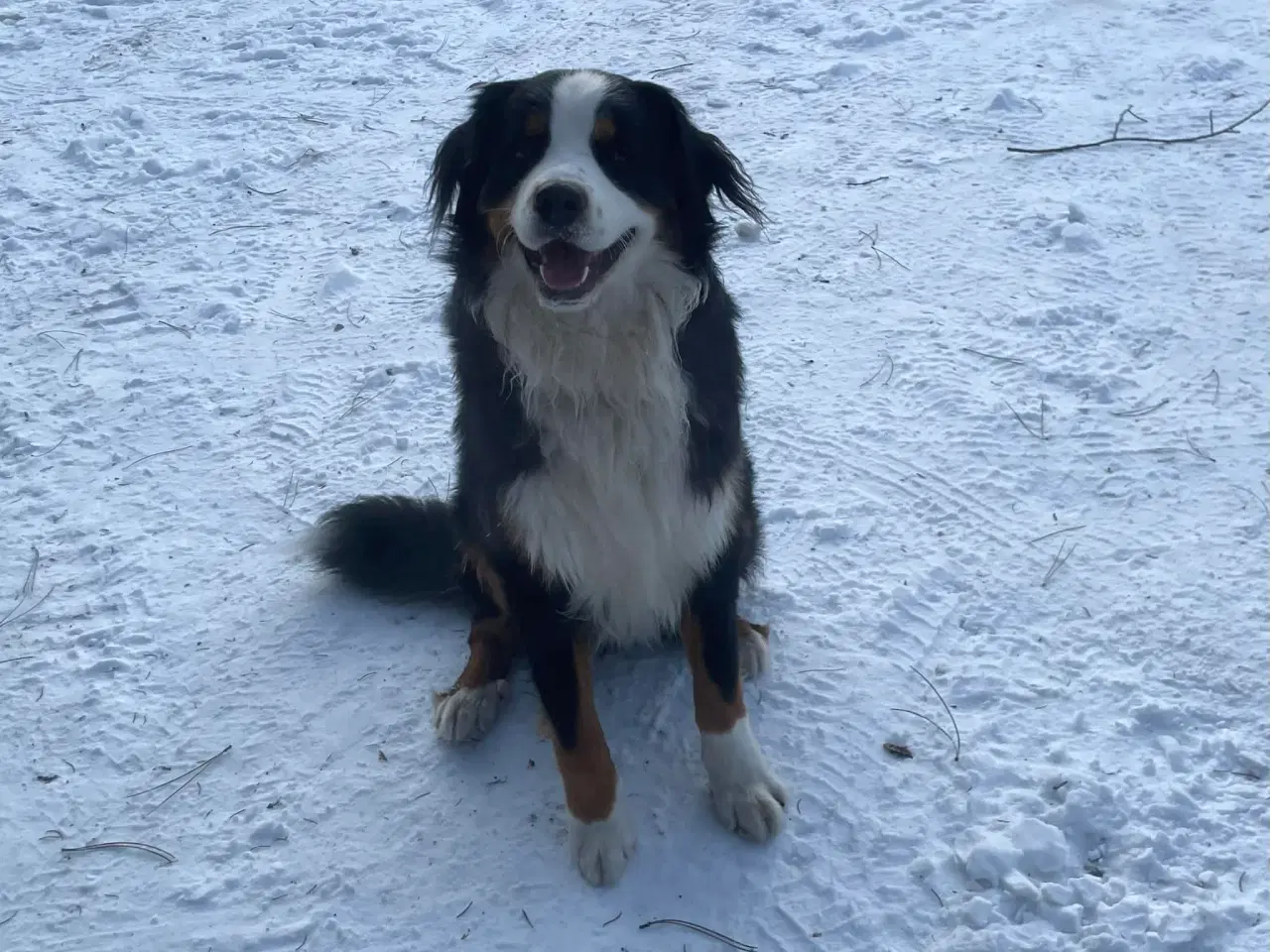 Billede 10 - Berner Senne hvalpe 