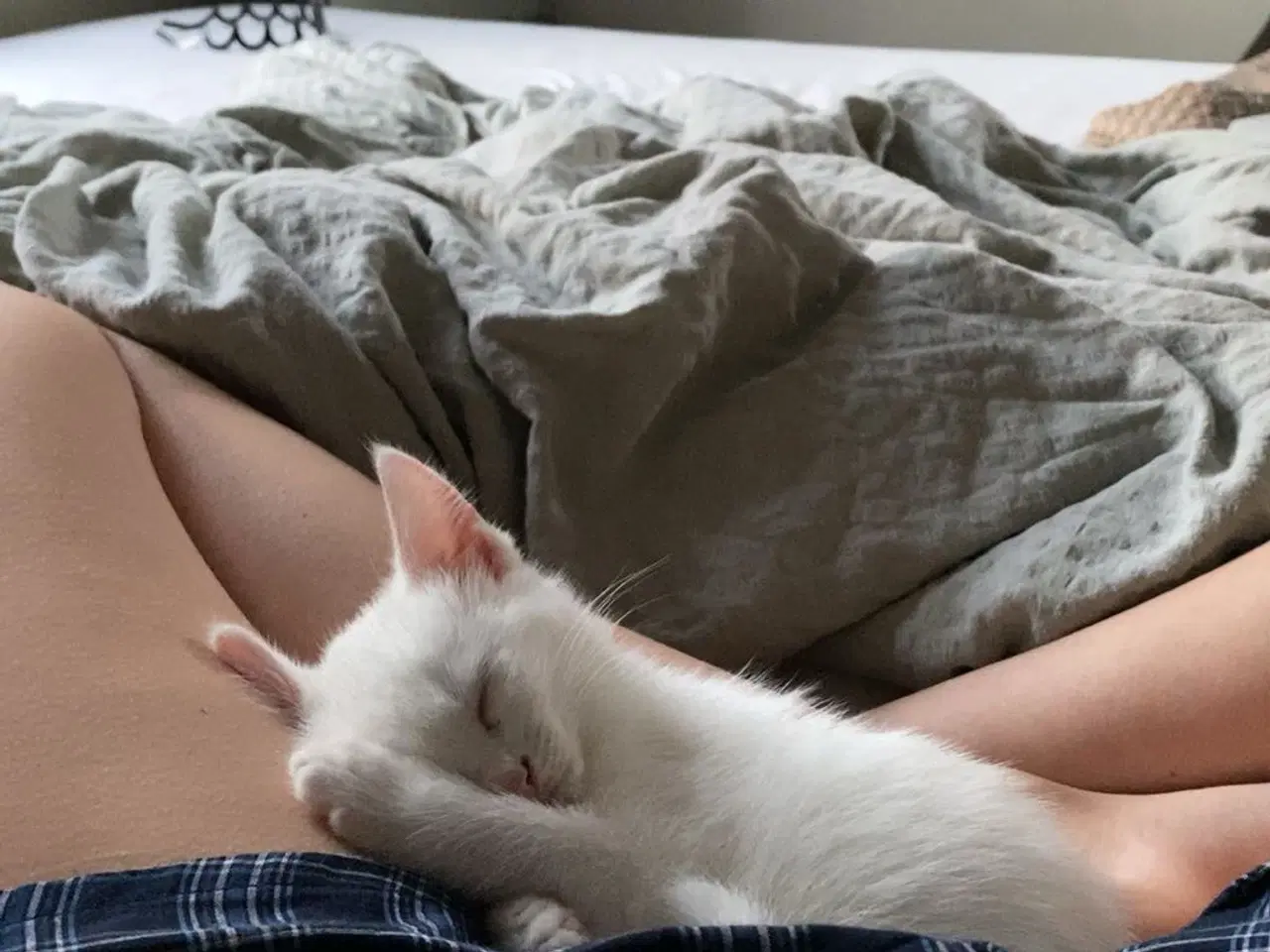 Billede 2 - Kærlig og legesyg hvid hankilling søger trygt hjem