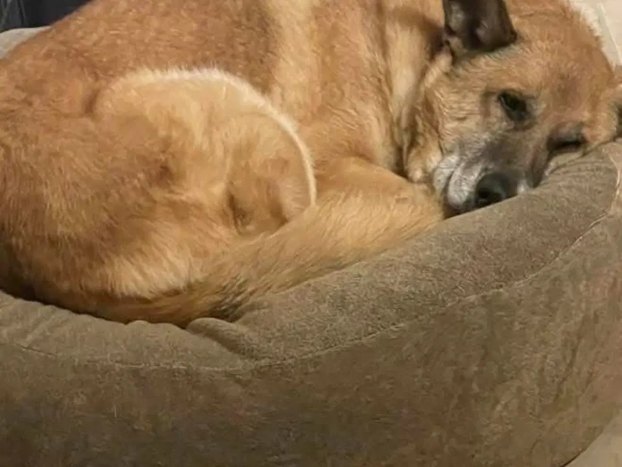 Billede 5 - Sara søger sit otium