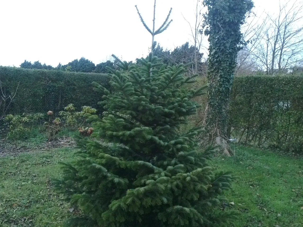 Billede 1 - Juletræ, normanngran/ nordmannsgran 