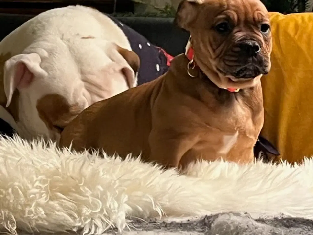 Billede 8 - Old english bulldog