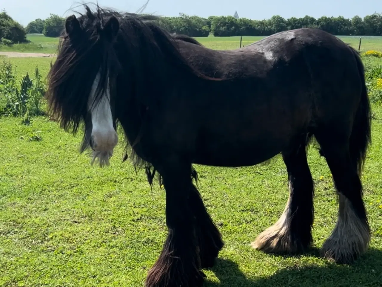 Billede 13 - Super skøn lille irish cob hoppe sælges 