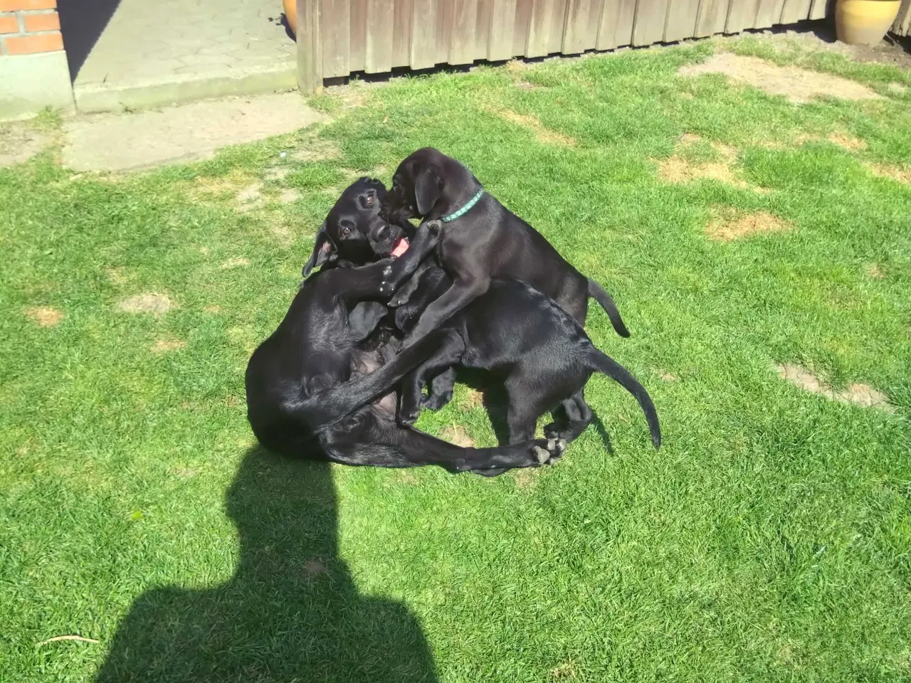 Billede 4 - 2 Stk Labrador retriever F1 sælges