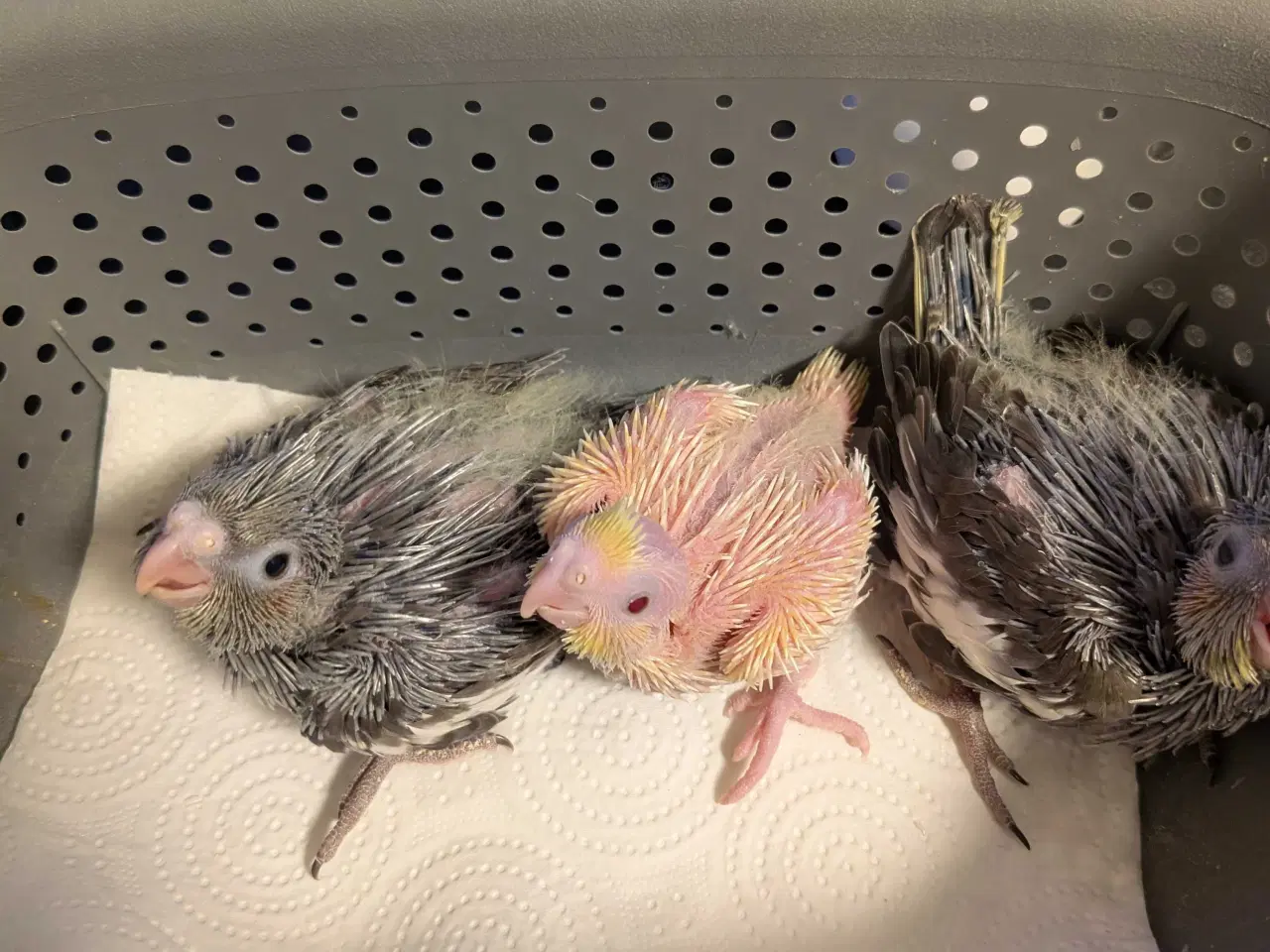 Billede 6 - Nymfeparakit unger 