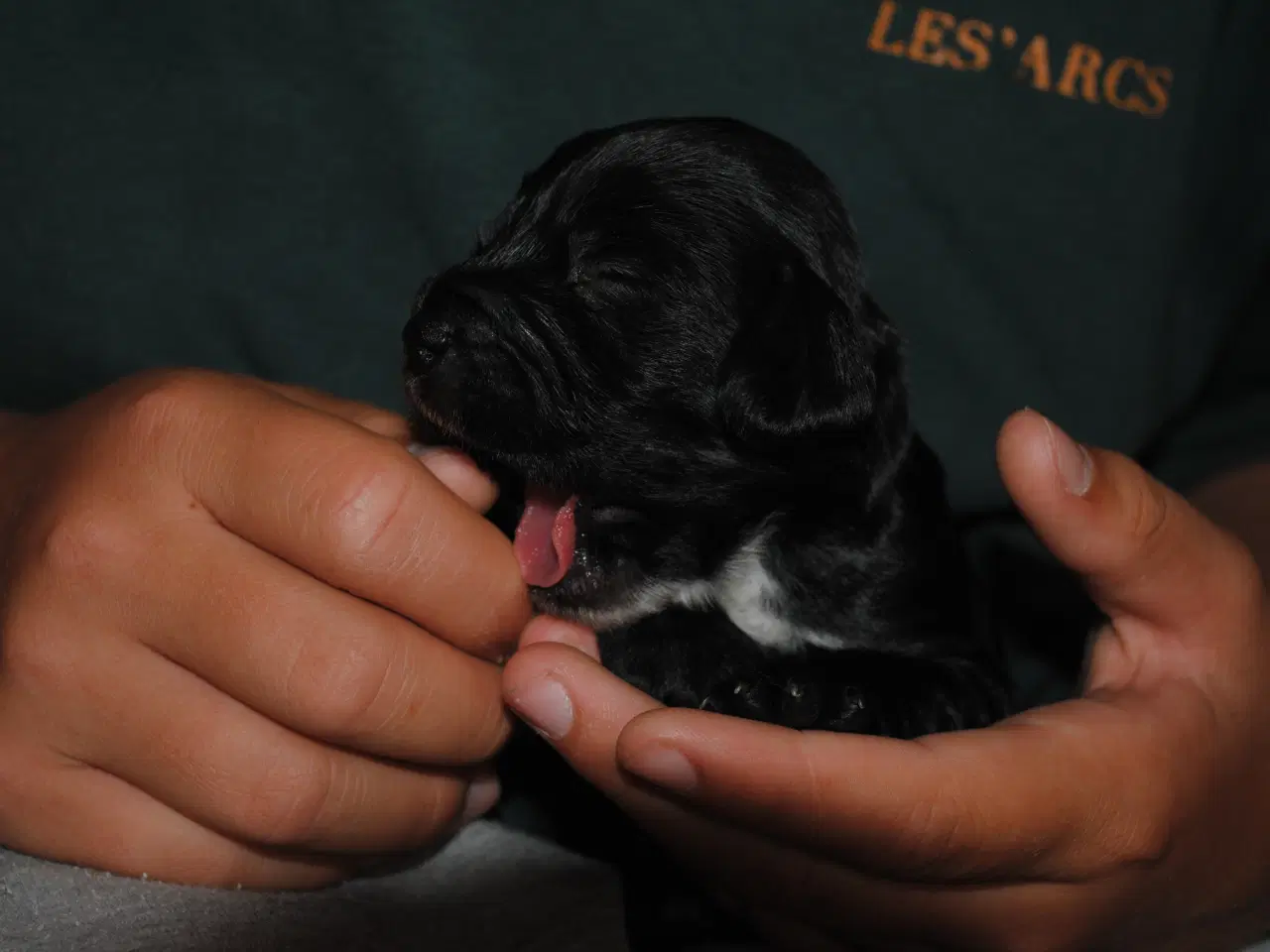 Billede 6 - Cocker Spaniel hvalpe