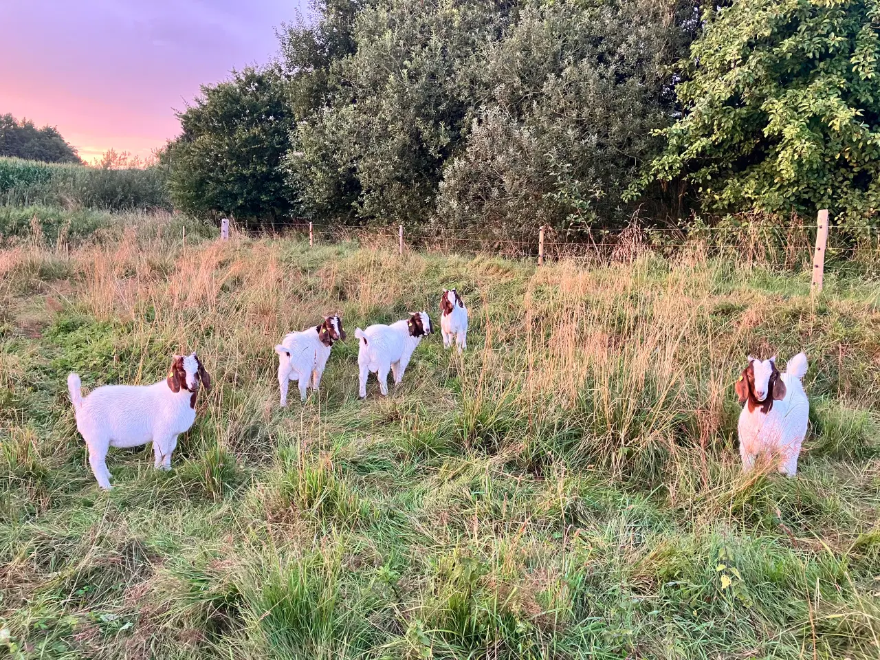 Billede 4 - Boergeder og bukke