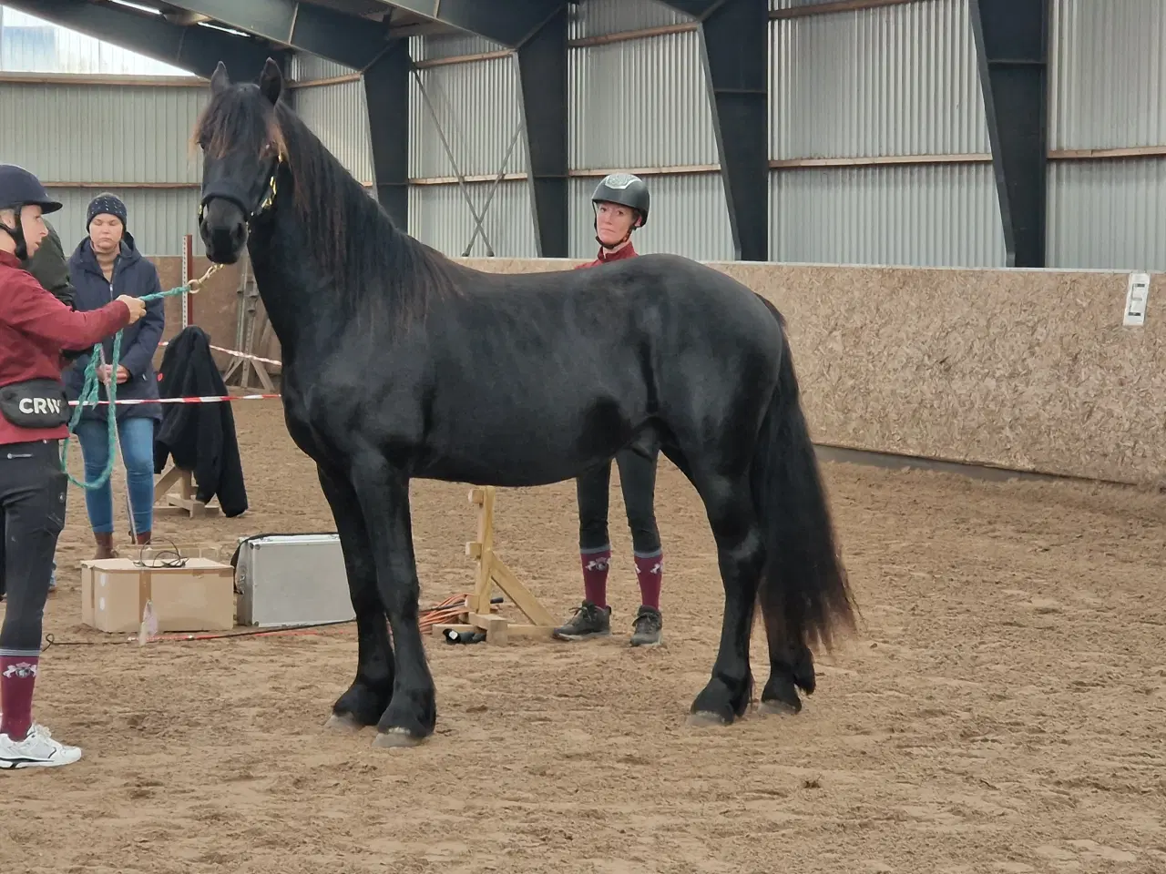 Billede 5 - Smuk barok pinto 