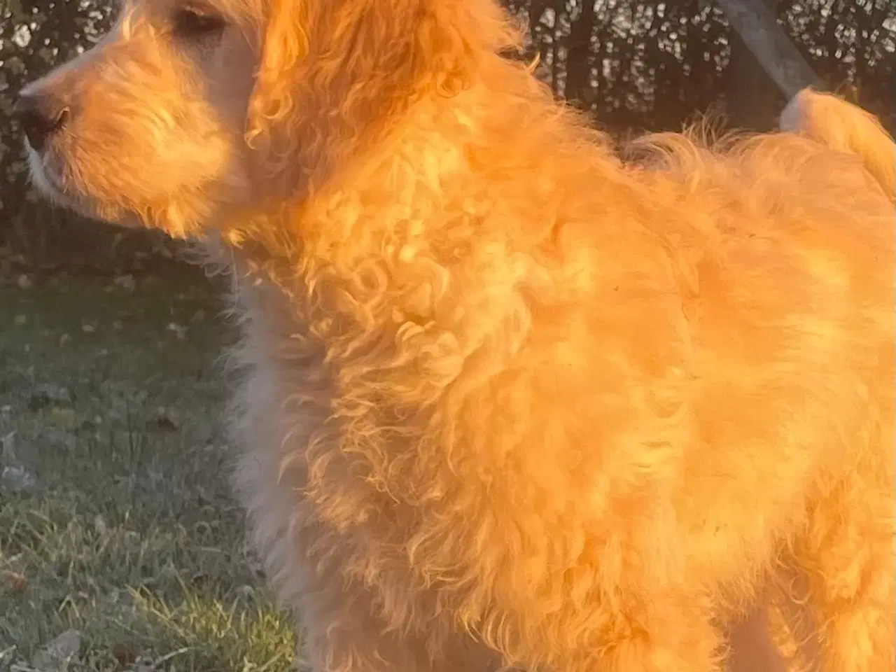 Billede 19 - Goldendoodle-HVALPE