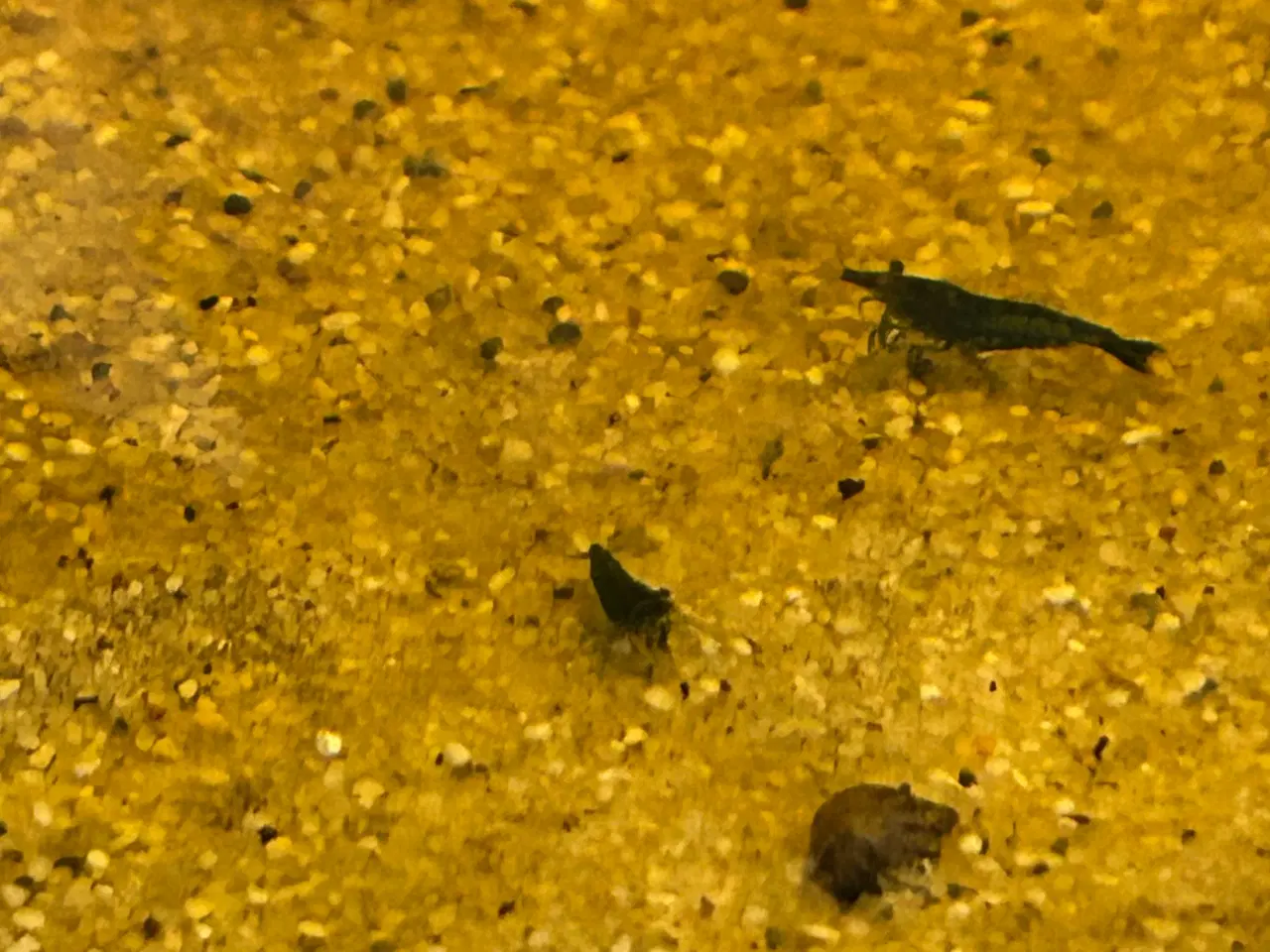 Billede 1 - 🦐💎 Blue Diamond reje– kraftig blå farve | GLS