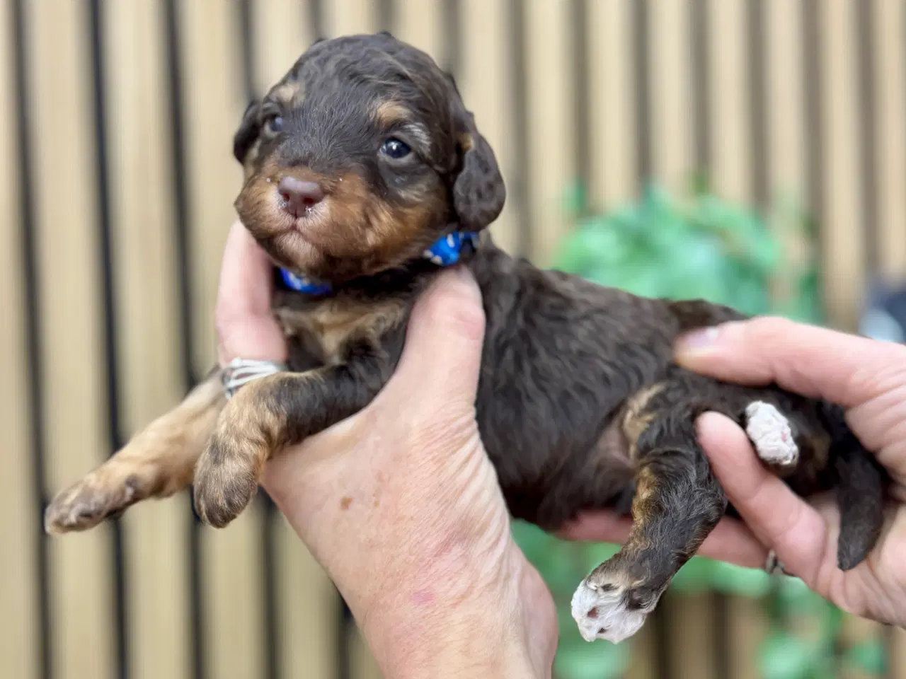 Billede 2 - Dværgpuddel fra testede forældre med stamtavle