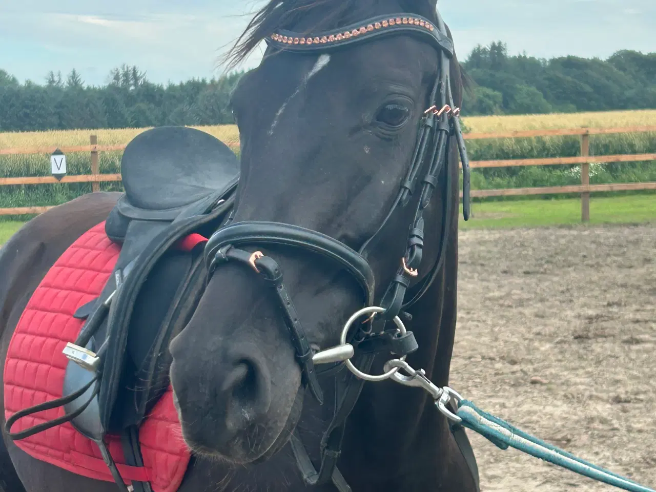 Billede 1 - Smuk sort hoppe 