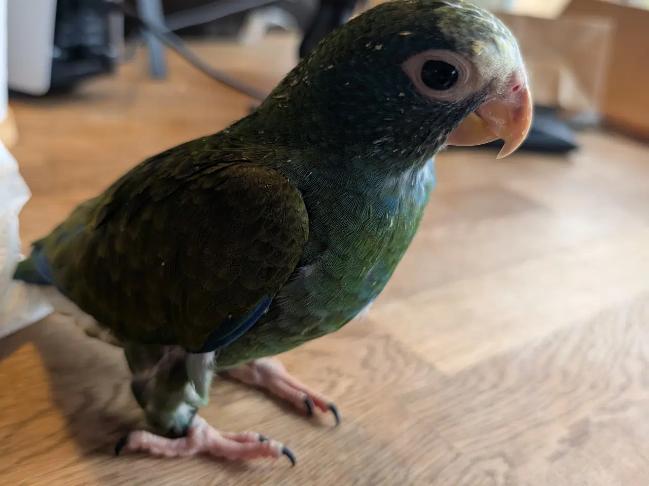 Billede 4 - Hvidpandet pionus unge 