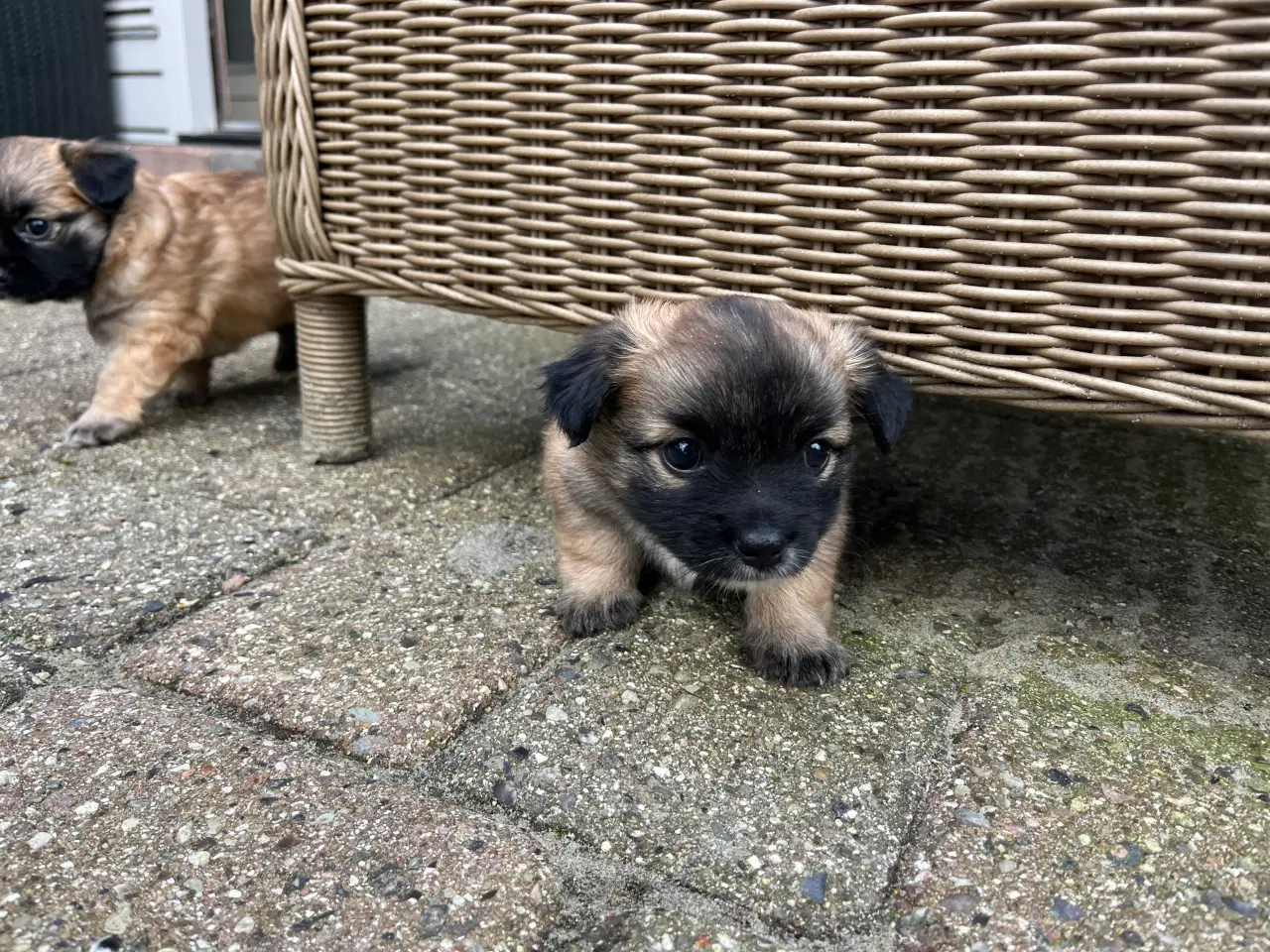 Billede 3 - Papillon/Chihuahua hvalpe søger familie