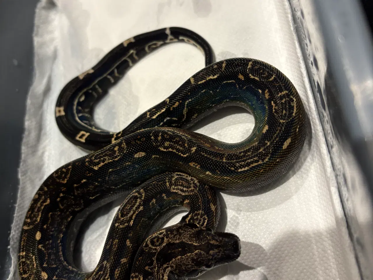 Billede 8 - Boa constrictor Keltic IMG poss Leopard Kahl A