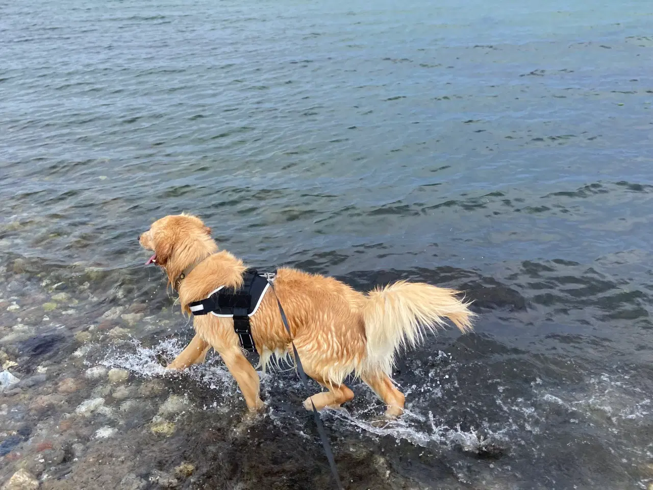 Billede 1 - Golden retriever 