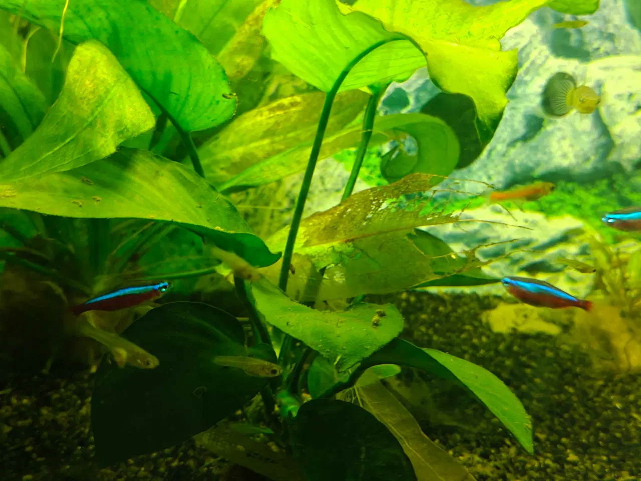 Billede 1 - Gubbyer poecilia