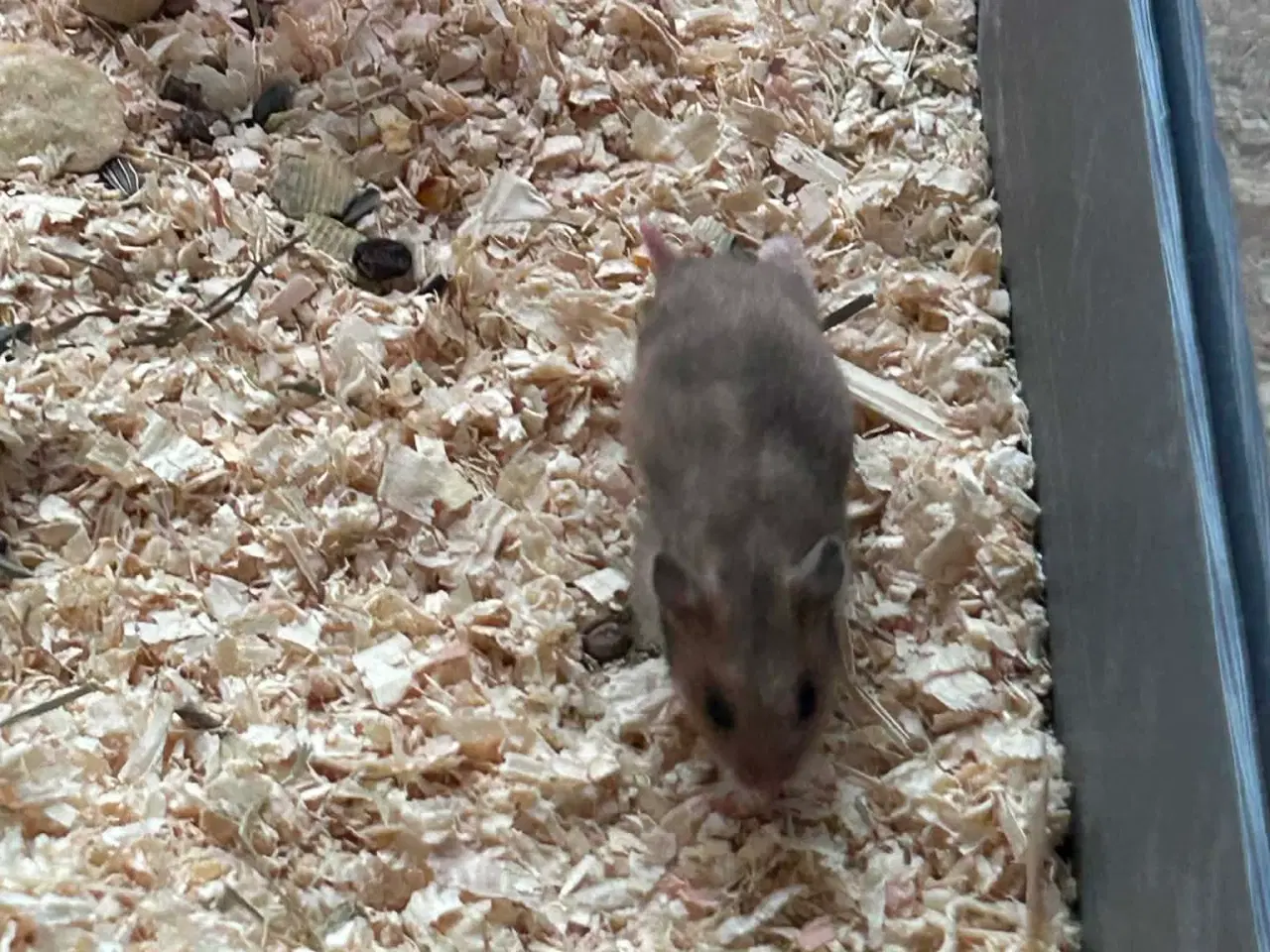 Billede 2 - Sibiriske Guldhamster Unger