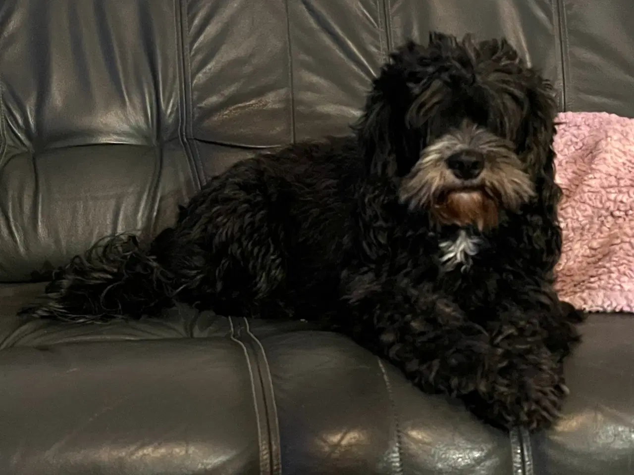 Billede 2 - Cavapoo tæve sælges