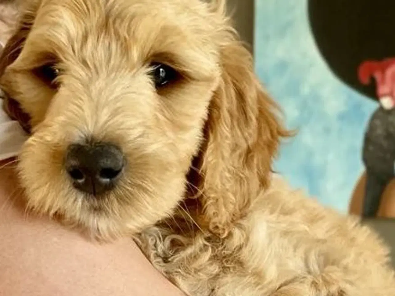 Billede 2 - Skøn multigen Labradoodle hvalp søger kærligt hjem