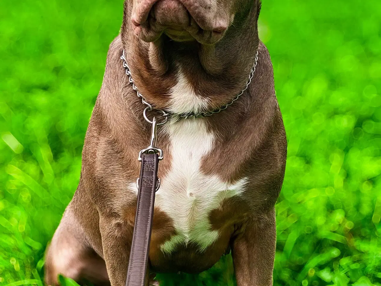 Billede 10 - American Bully XL hvalpe