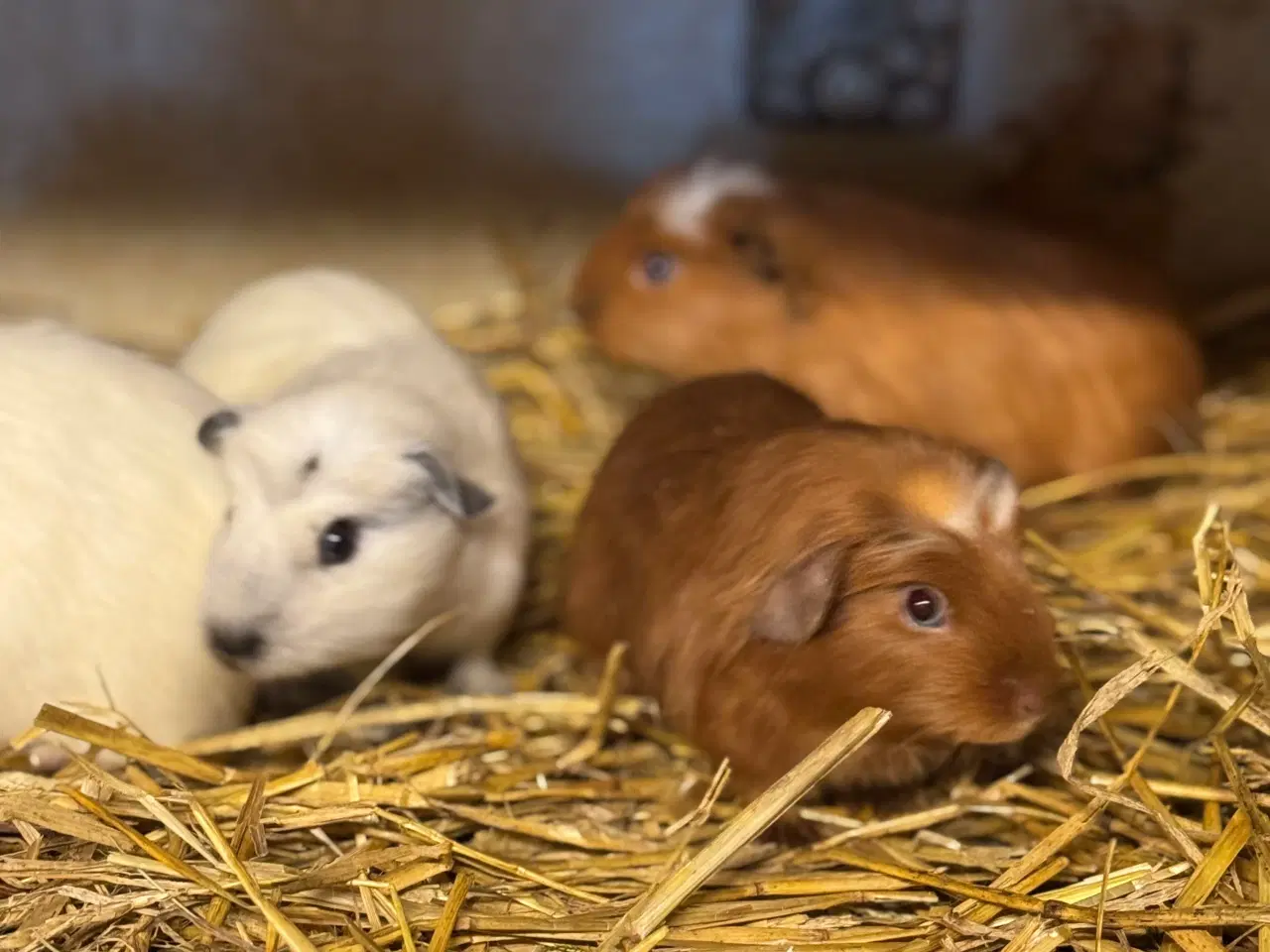 Billede 5 - California Marsvin 