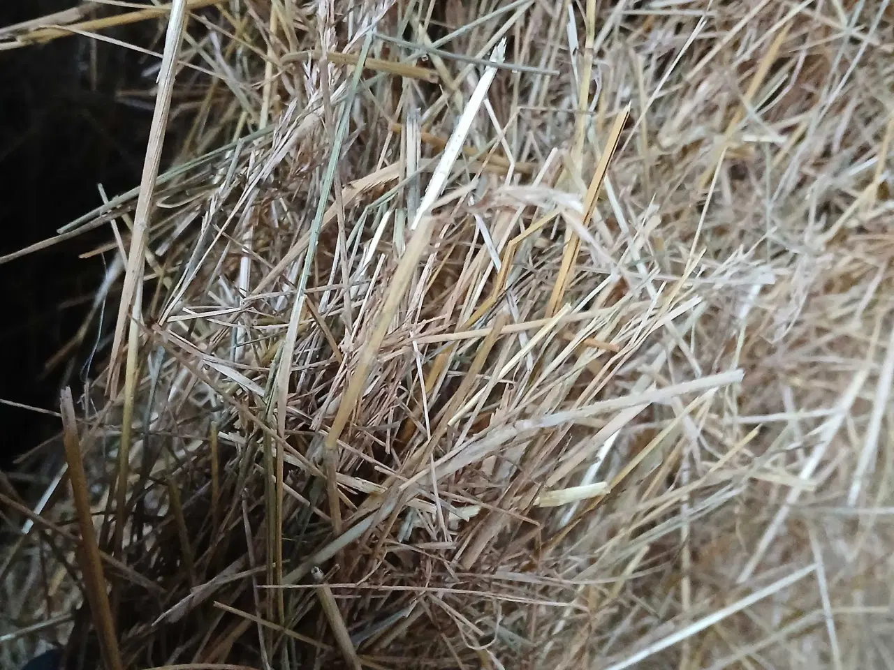 Billede 2 - Strandsvingel/hø