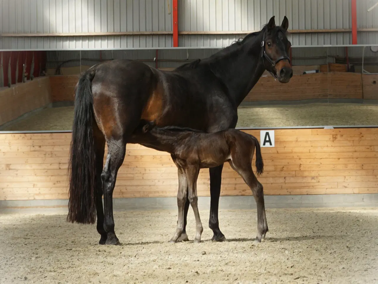 Billede 3 - DV Hovedstambogs avlshoppe