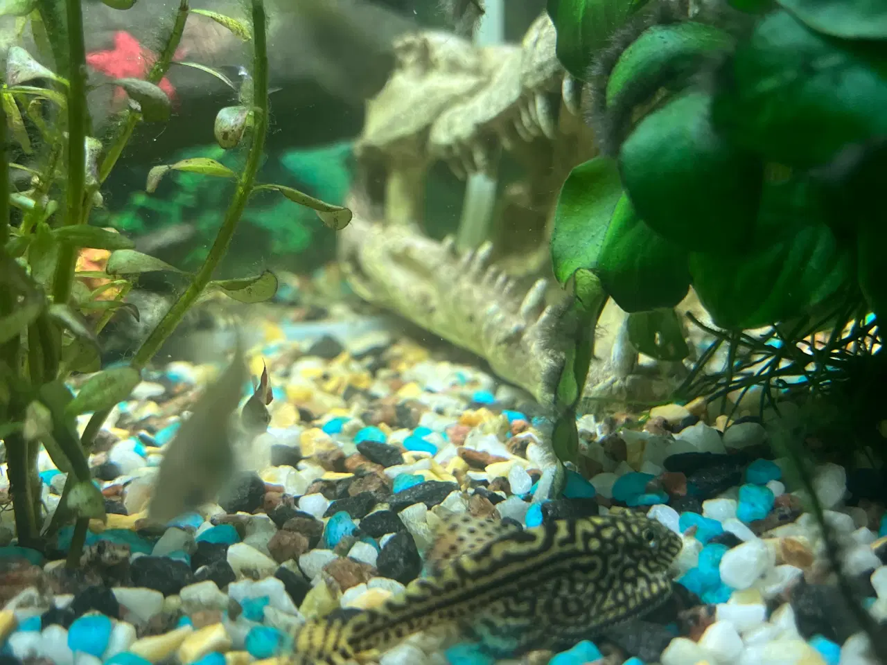 Billede 3 - Akvarie fisk / Rejer/ Malle