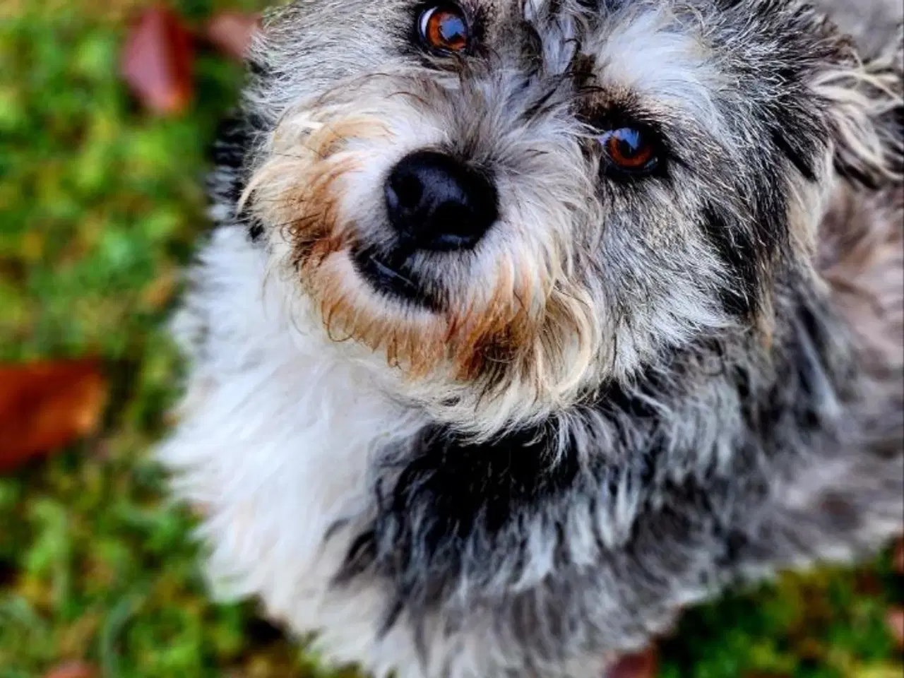 Billede 4 - Søde Sury