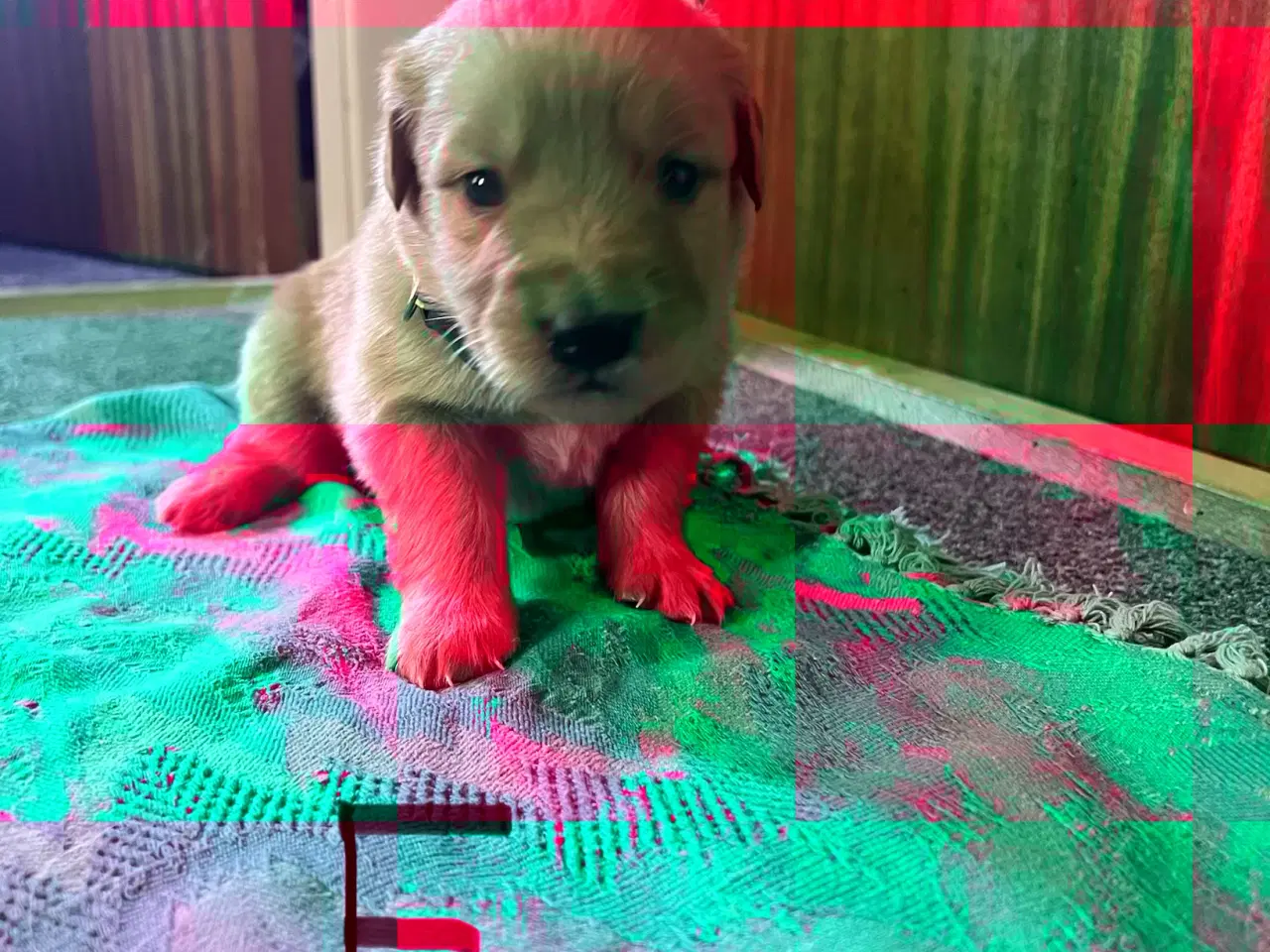 Billede 10 - Vi søger nyt hjem.