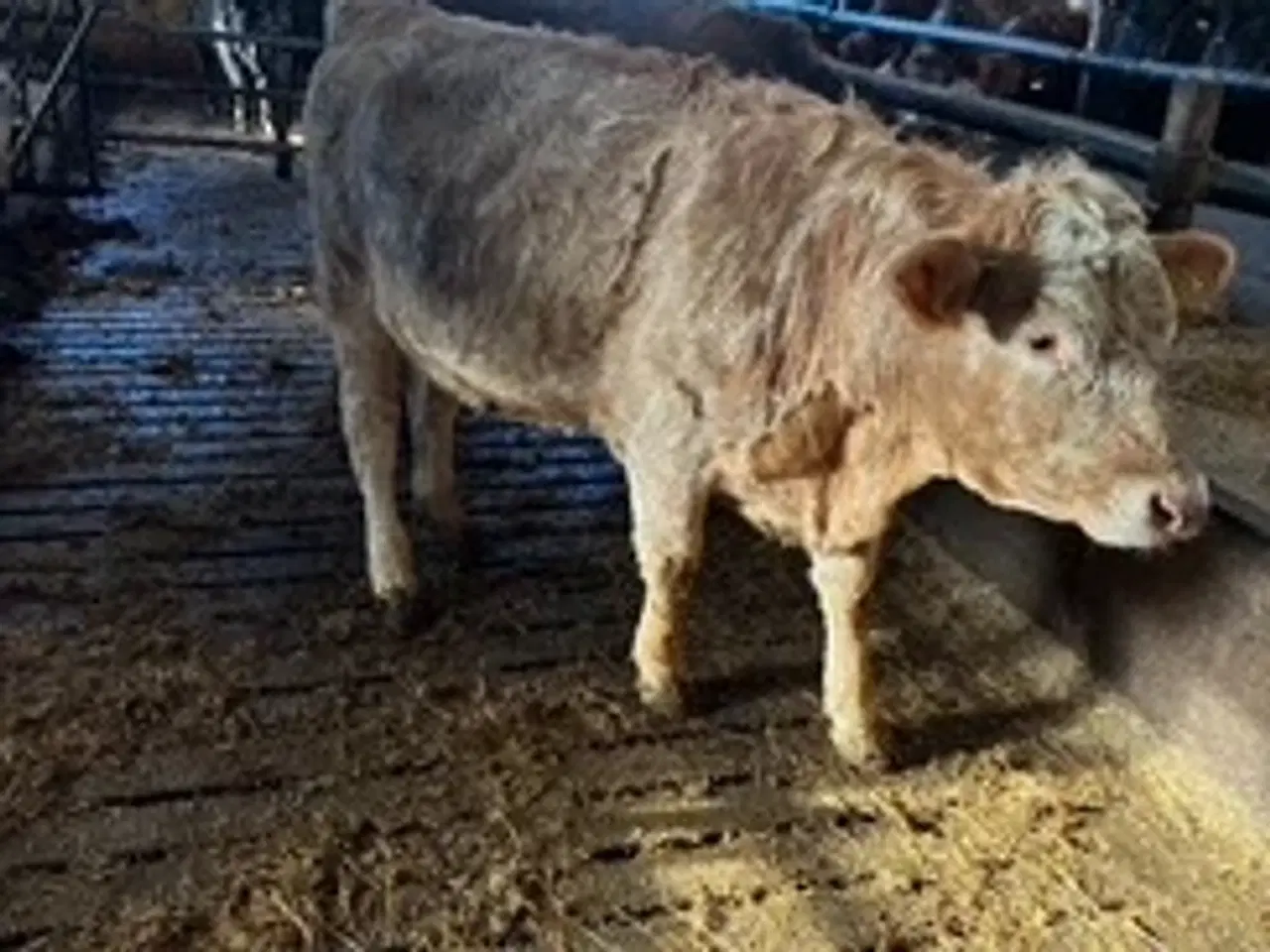 Billede 1 - Simmontaler krydsning kvie.