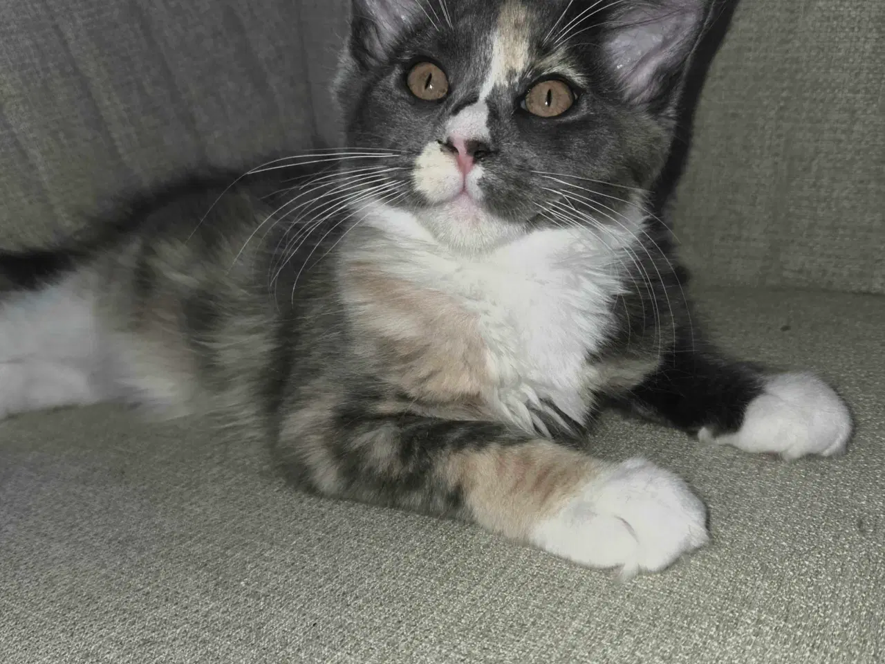 Billede 6 - De sødeste Maine coon killinger
