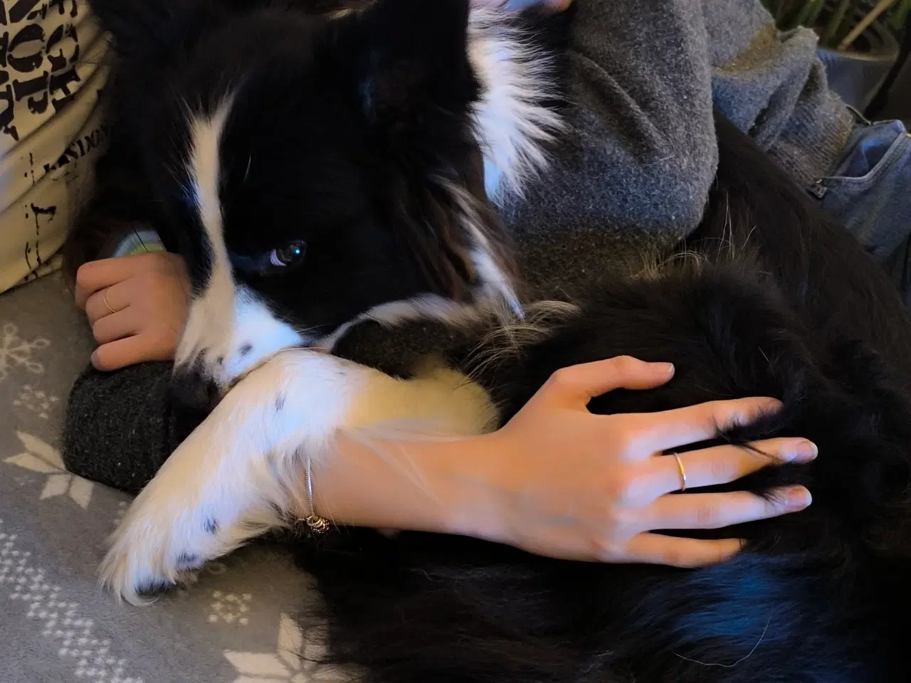Billede 10 - Hvalpe -  Border Collie ADHD, Agility, Autisme 