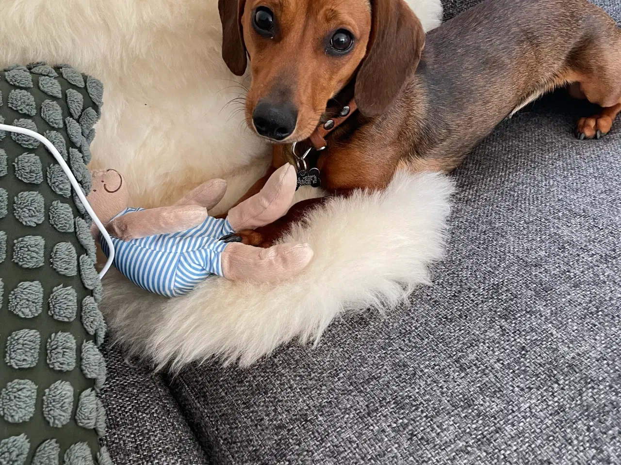 Billede 1 - Hundehvalp