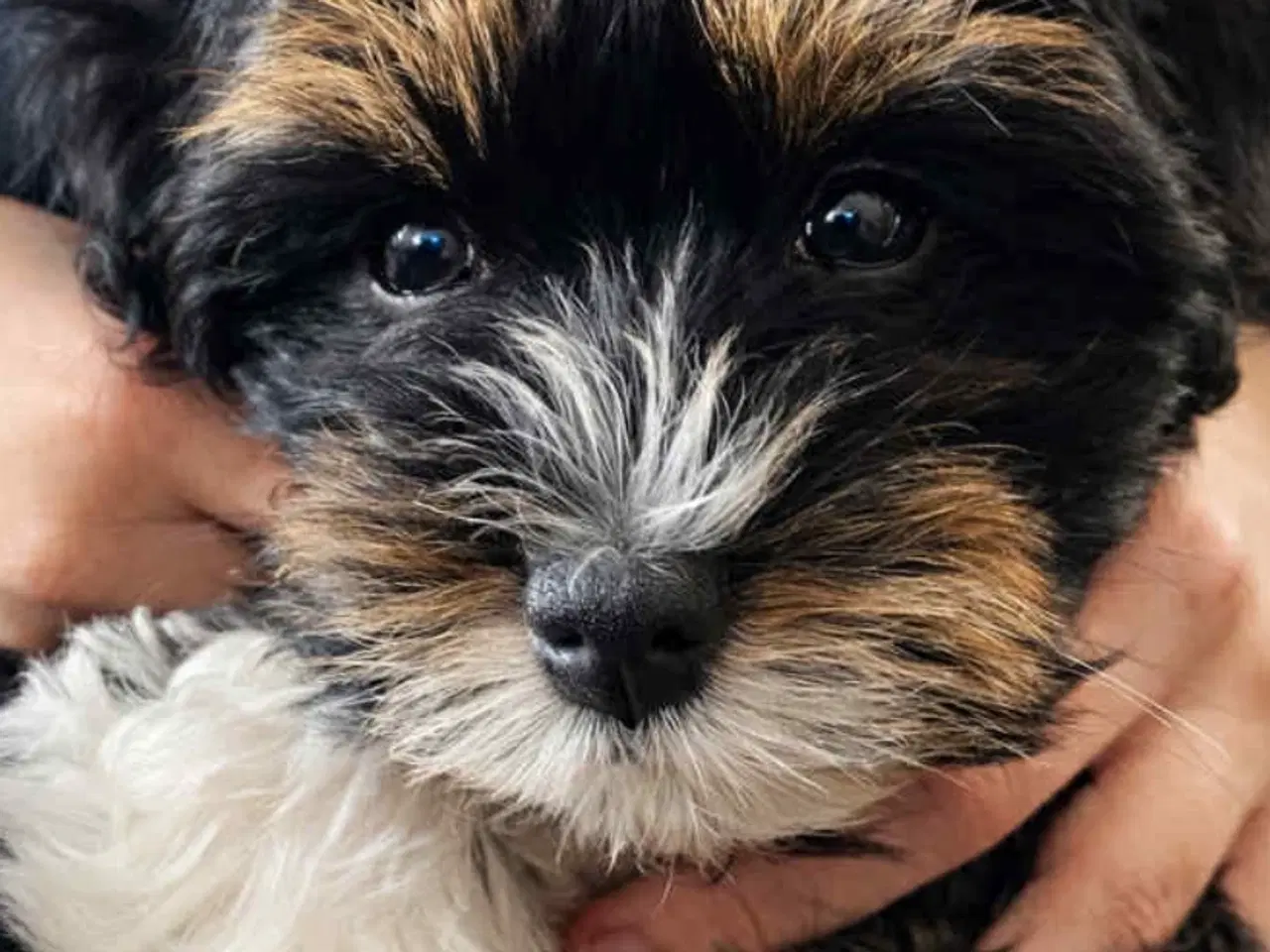 Billede 4 - Bischon havanaise pige med DKK plus tavle 