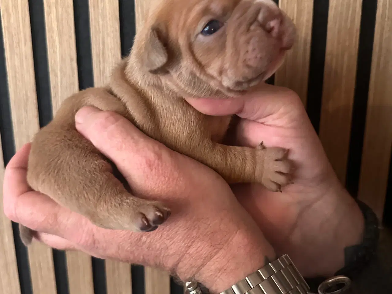 Billede 18 - English bulldog