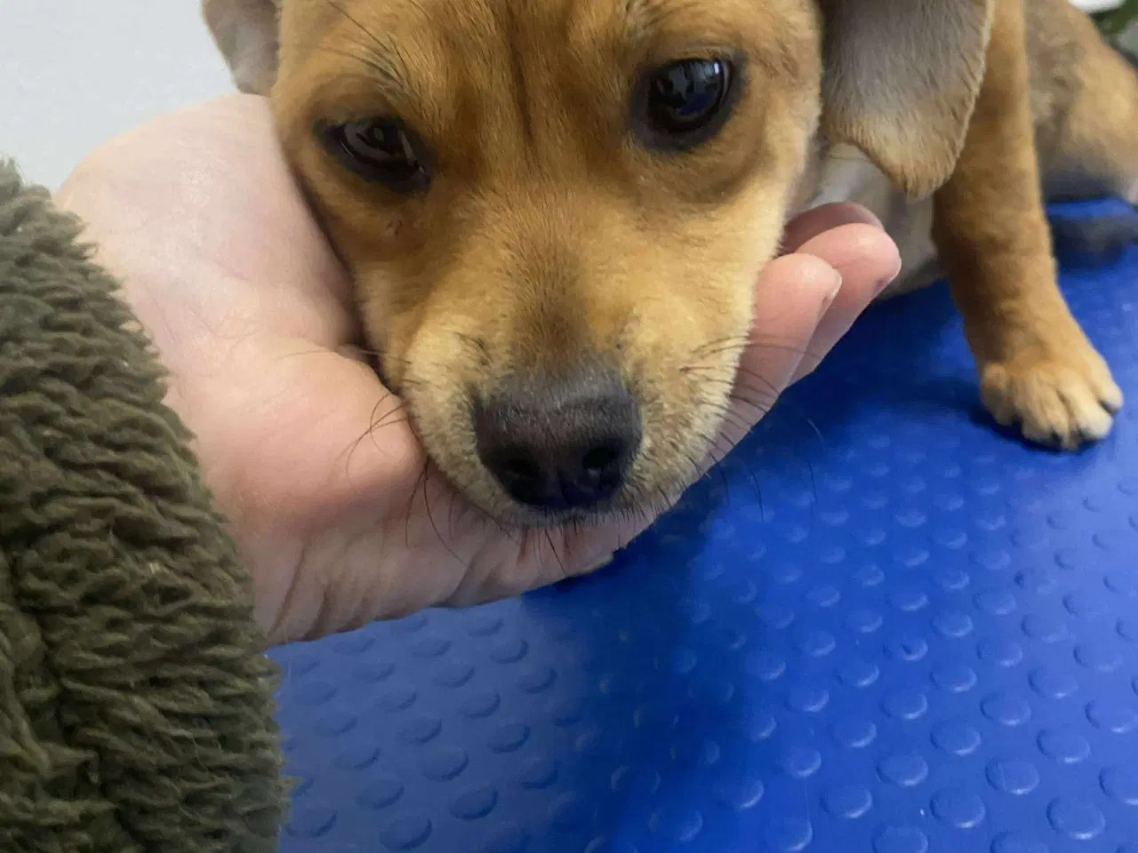 Billede 1 - Solvej søger sin egen familie❤️