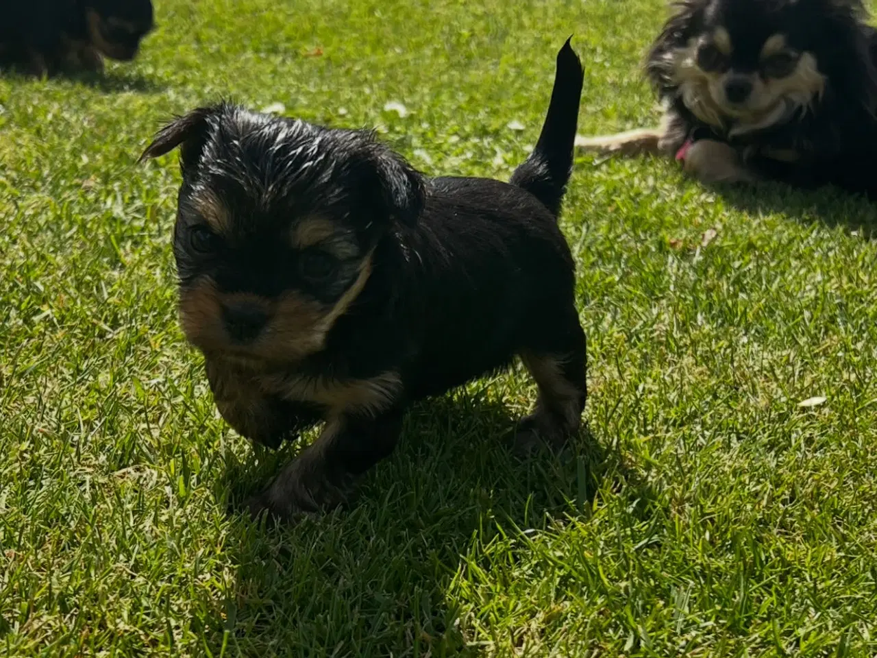 Billede 13 - Yorkshire terrier/Chihuahua
