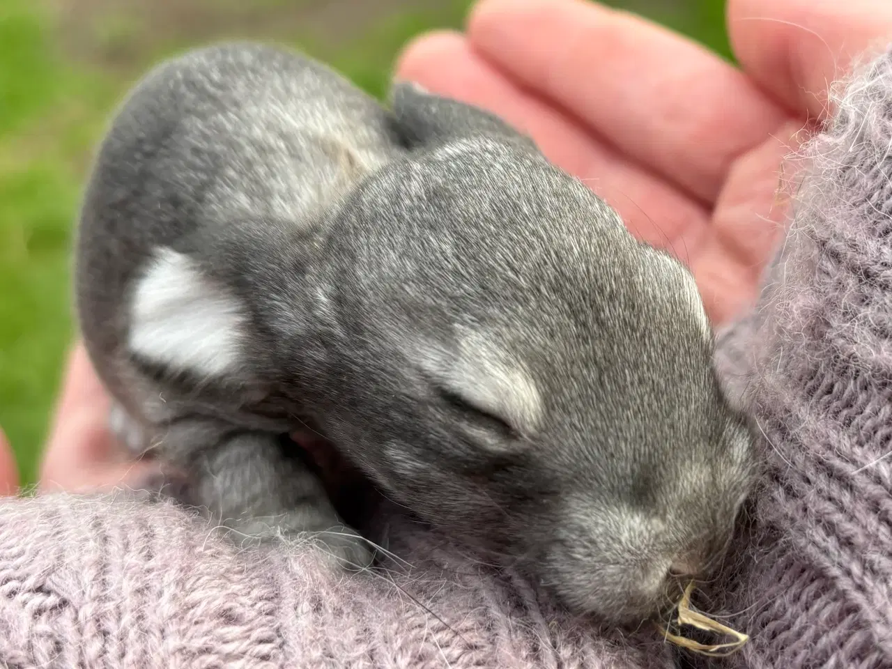 Billede 6 - FRANSK VÆDDER HAN CHINCHILLA