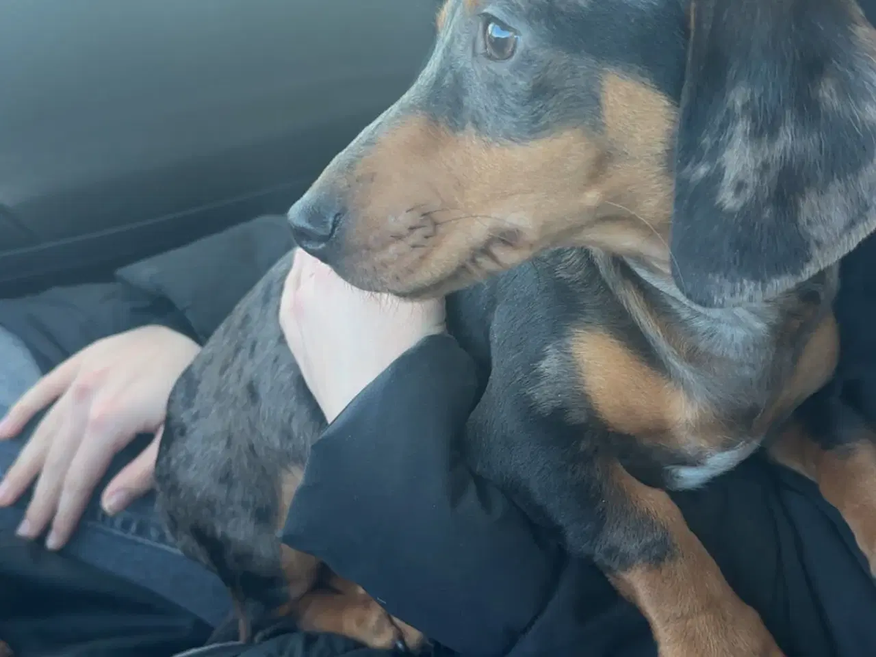 Billede 3 - Sødeste lille dreng 