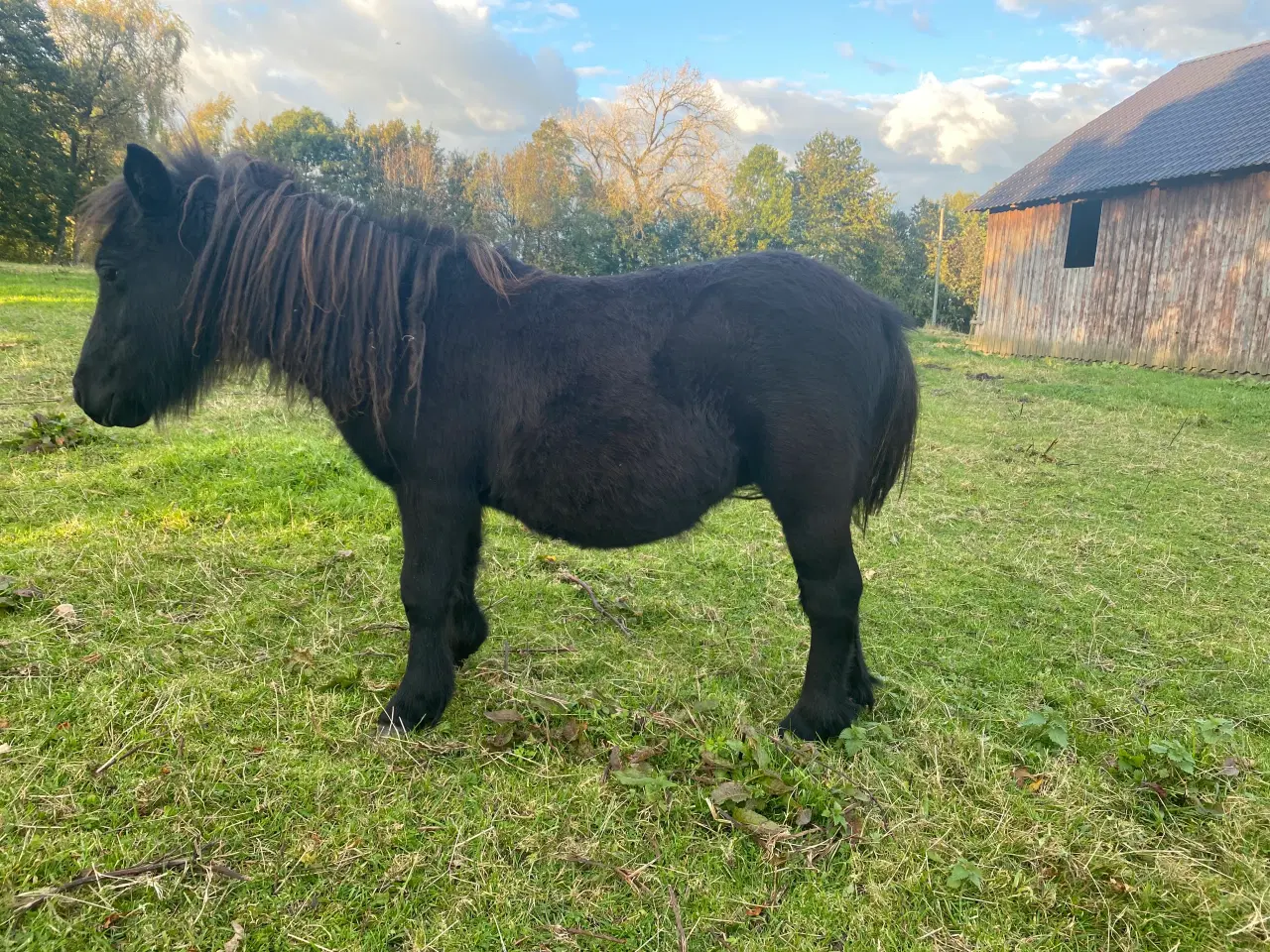 Billede 5 - Shetlænder hingsteplag 