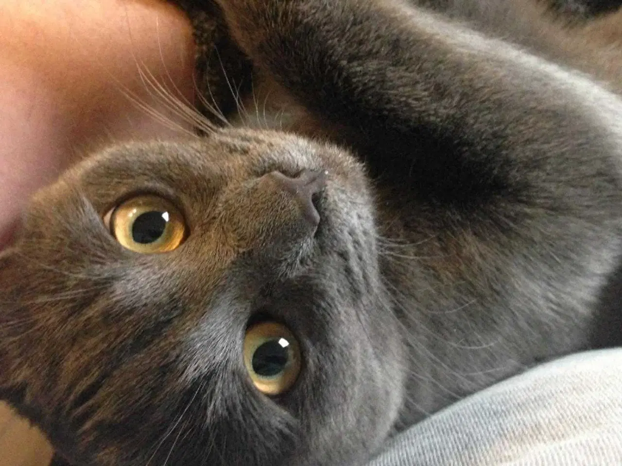 Billede 2 - Russian Blue hunkat