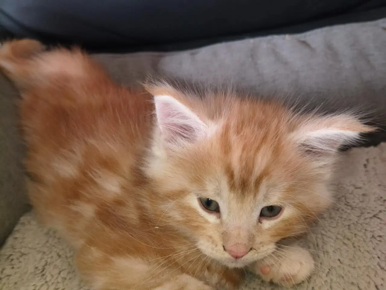 Billede 5 - Maine Coon killinger 8 uger flytteklar om 4 uger, 