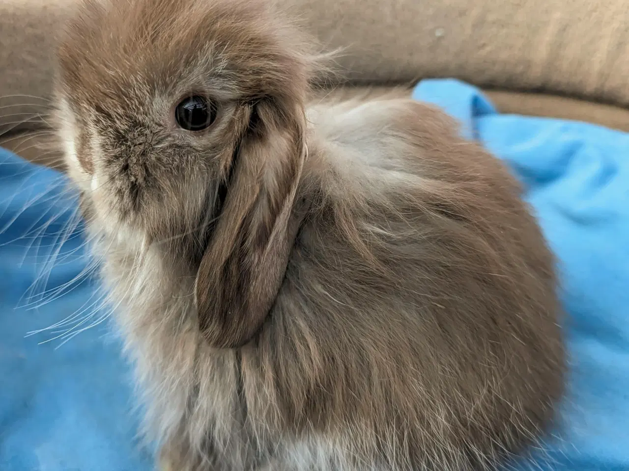 Billede 2 - Minilop kaninunge sælges 