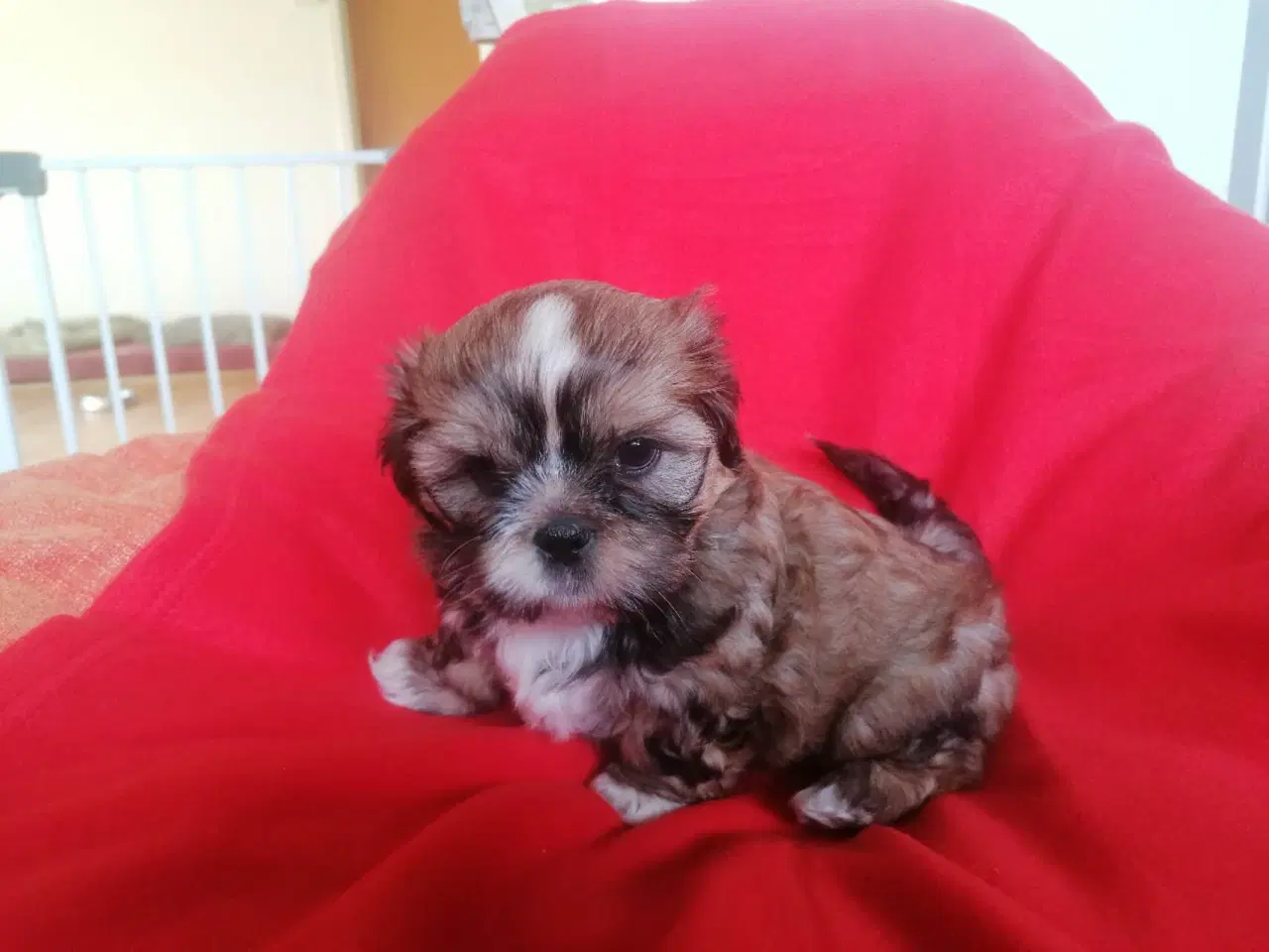 Billede 2 - Malteser / Shih Tzu / Bomuldshund