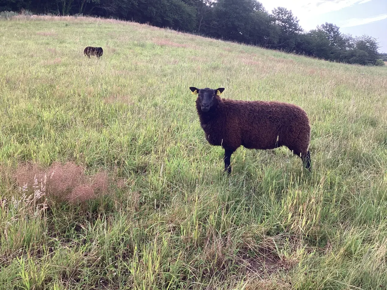 Billede 3 - Krydsningsfår, Zwartbless/Texel, 2 og 3 år. 