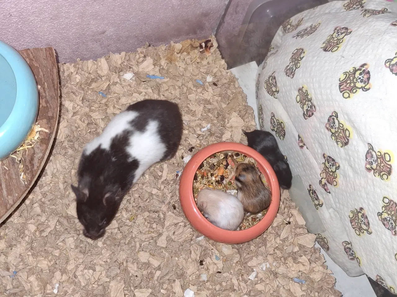 Billede 1 - De skønneste guldhamster unger til salg ❤️