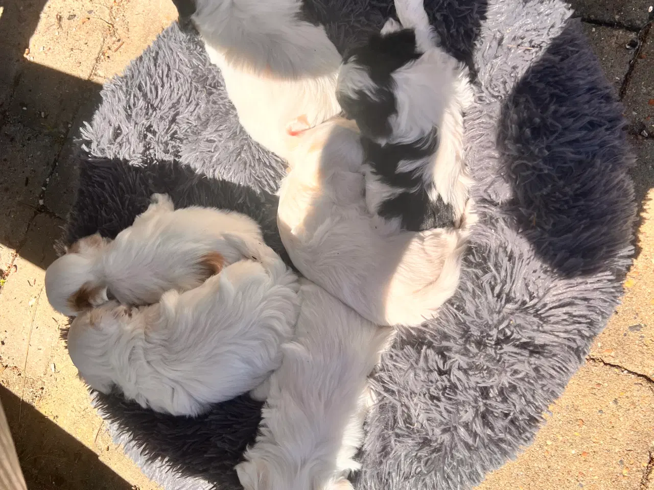 Billede 2 - Maltipoo med papillion 